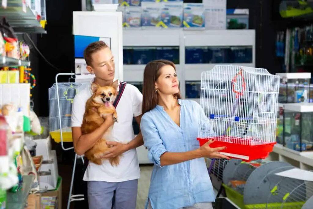 How Much Do Lovebirds Cost? Find out the real costs for 2023 at Petrestart.com.