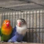 The US Lovebird Price Guide For 2023