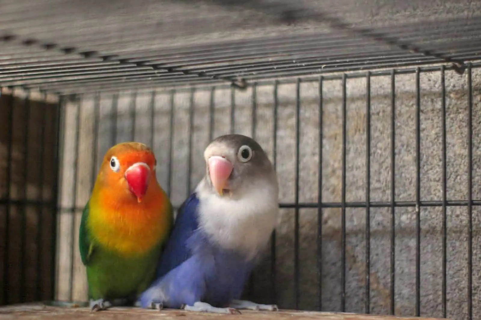 The US Lovebird Price Guide For 2023 at Petrestart.com.