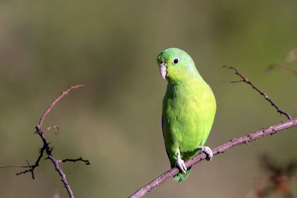 What is a Parrotlet? Find out at Petrestart.com.