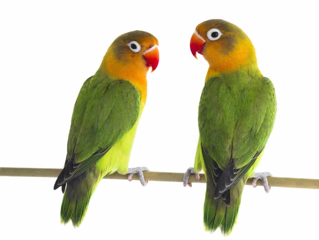 What is a Lovebird? Find out at Petrestart.com.
