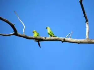 The Lovebird Vs. Parrotlet (And Why You Need To Know The Difference) only at Petrestart.com.