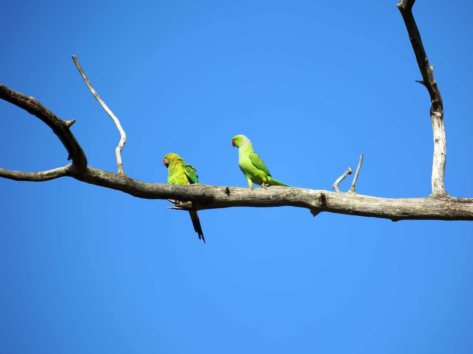 The Lovebird Vs. Parrotlet (And Why You Need To Know The Difference)