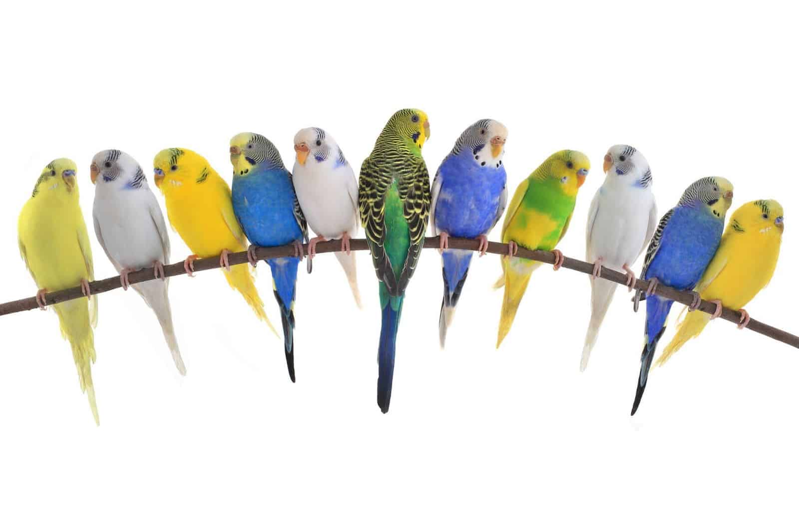 The Incredible White Budgies Guide