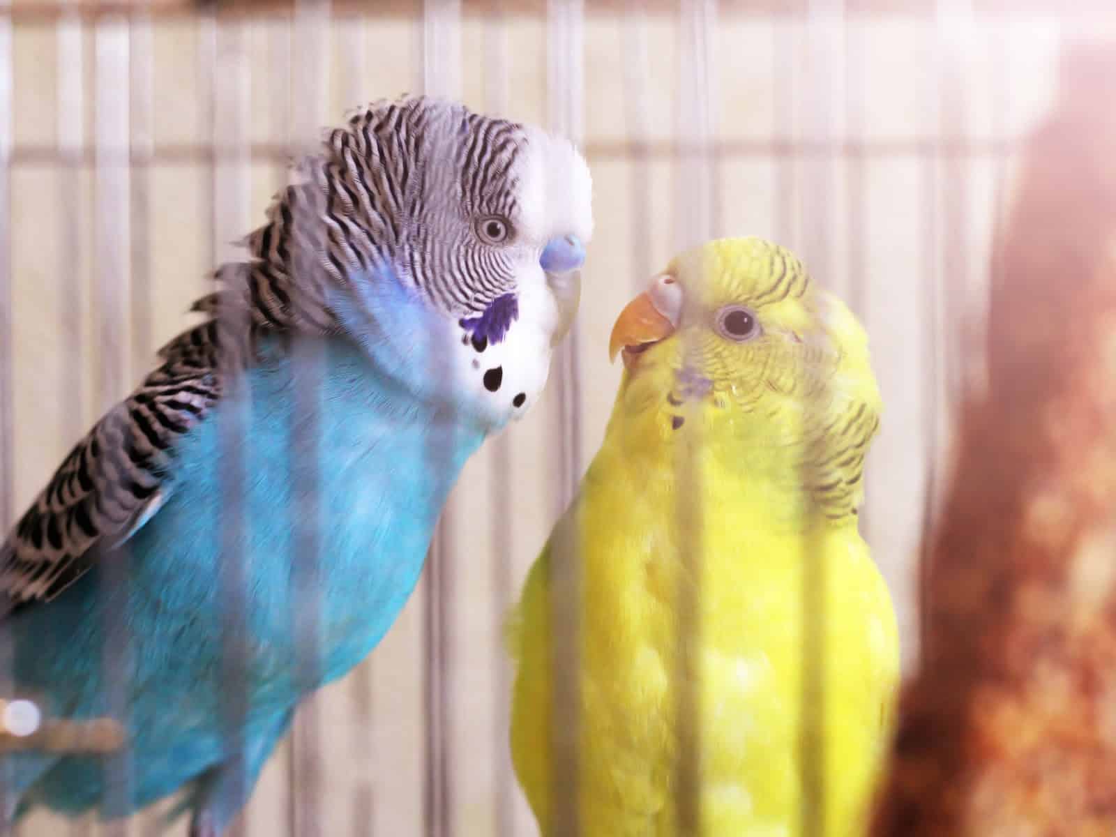 The Pregnant Budgie Guide at Petrestart.com.