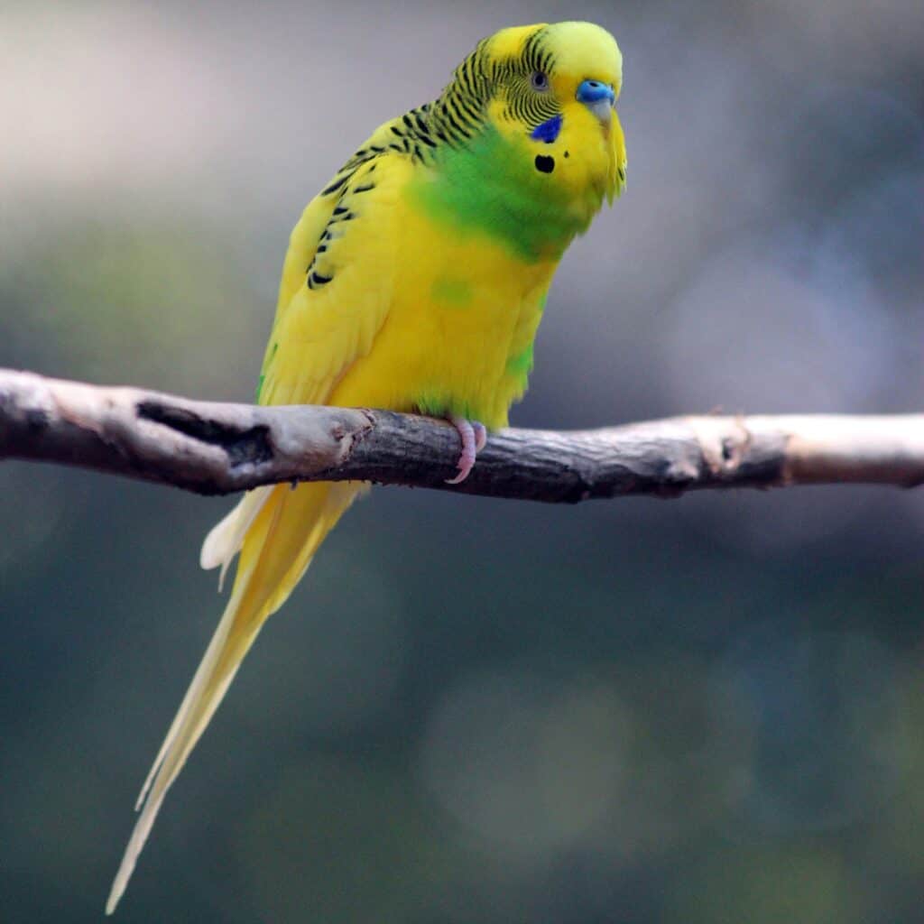 The Personality of the English Budgie explained at Petrestart.com.