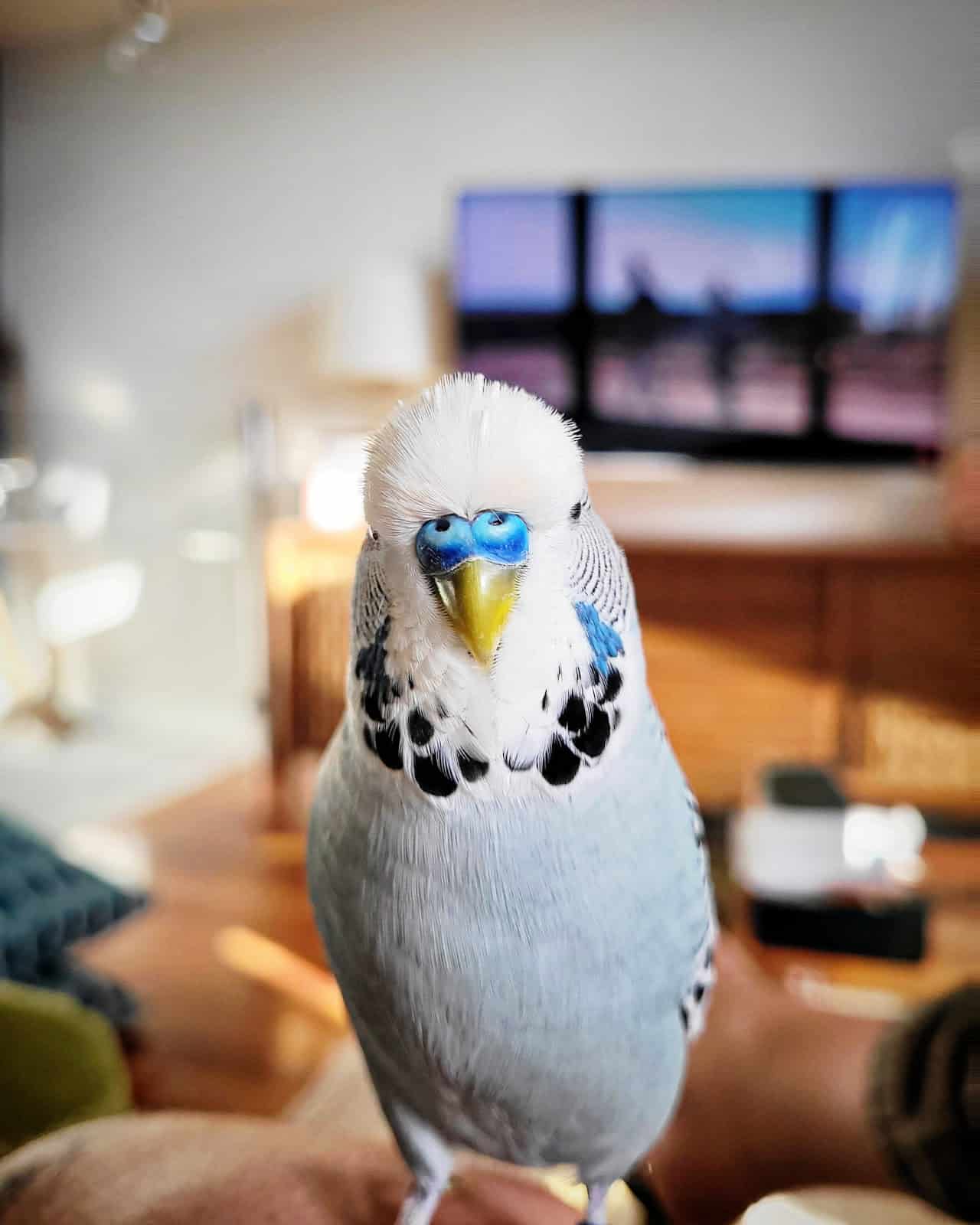 The Complete Guide To English Budgies
