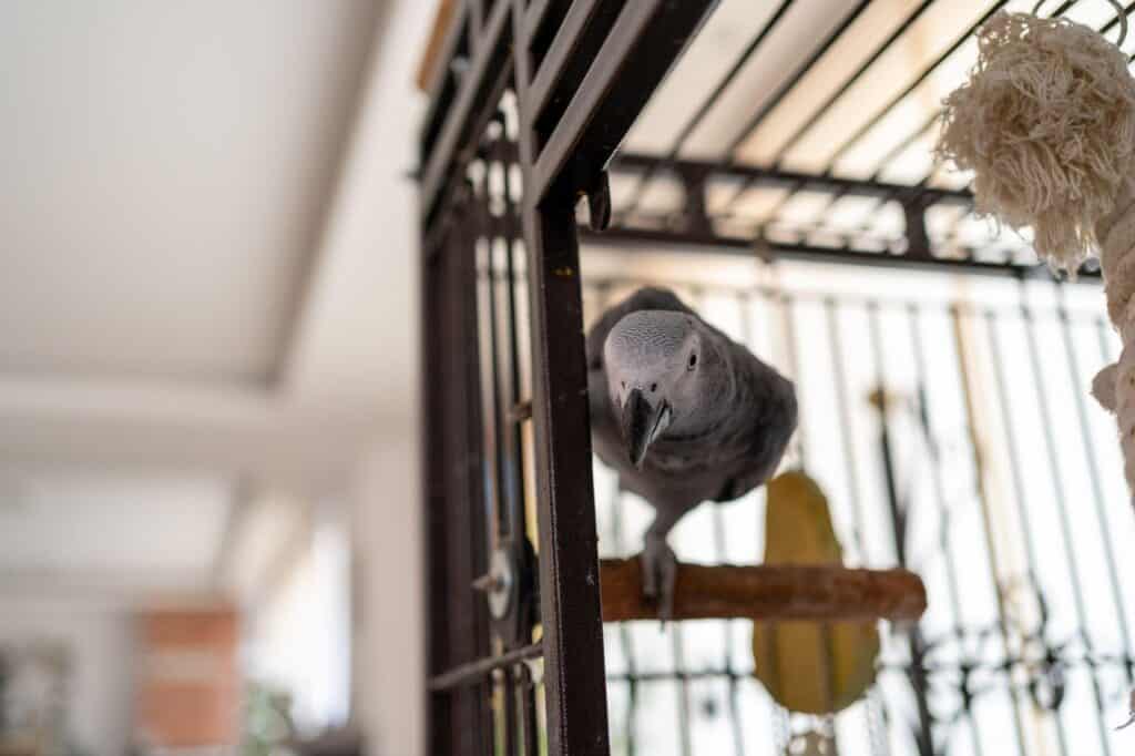 Learn about African Grey parrot costs and care at Petrestart.com.