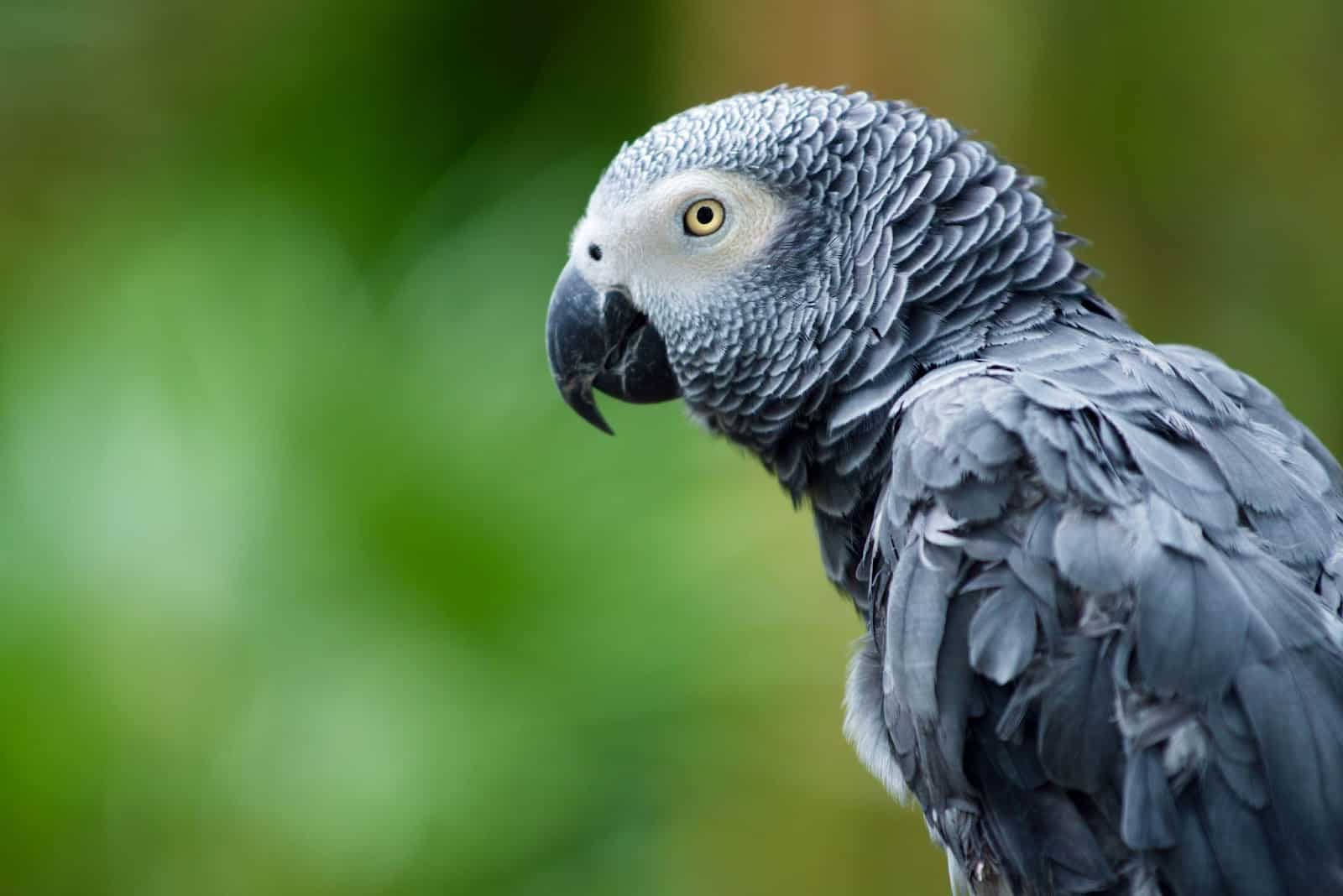 African Grey Parrots Price Guide (With Types of Greys and Maintenance Costs Too!)