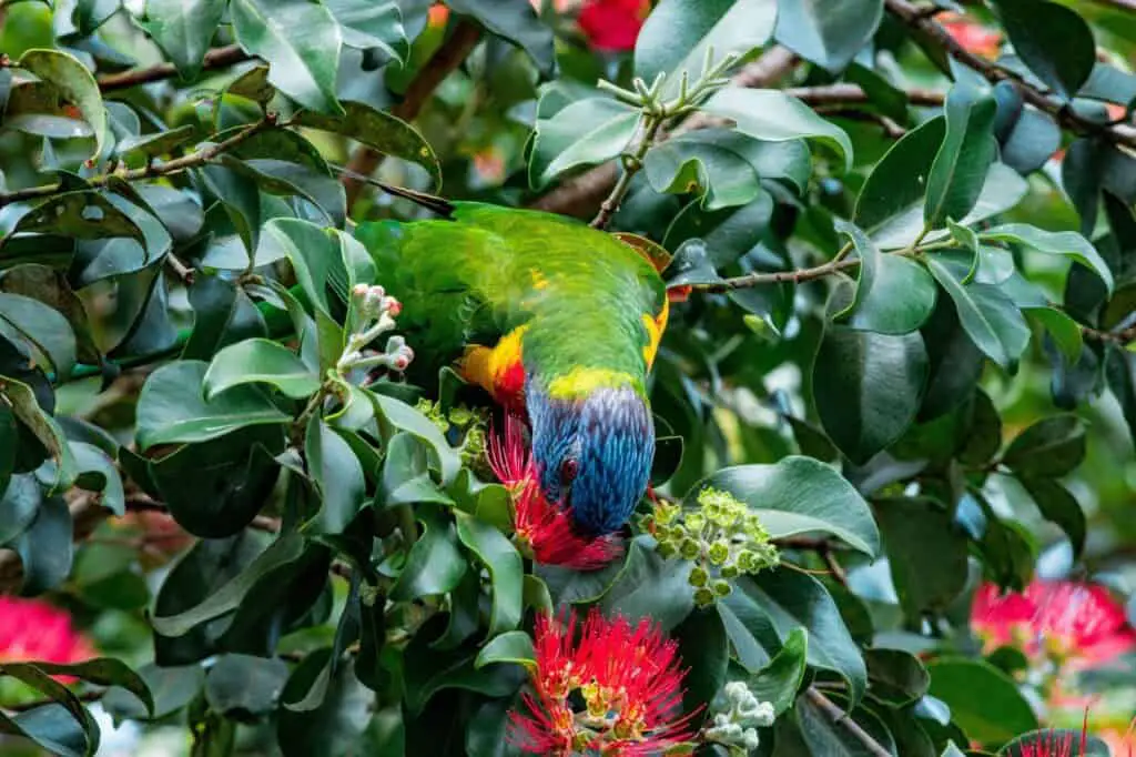 Rainbow Lorikeet Feeding explained at Petrestart.com