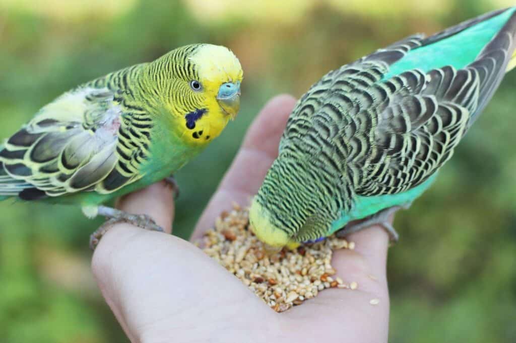 A person feeds two budgies. Learn about budgie care at Petrestart.com.