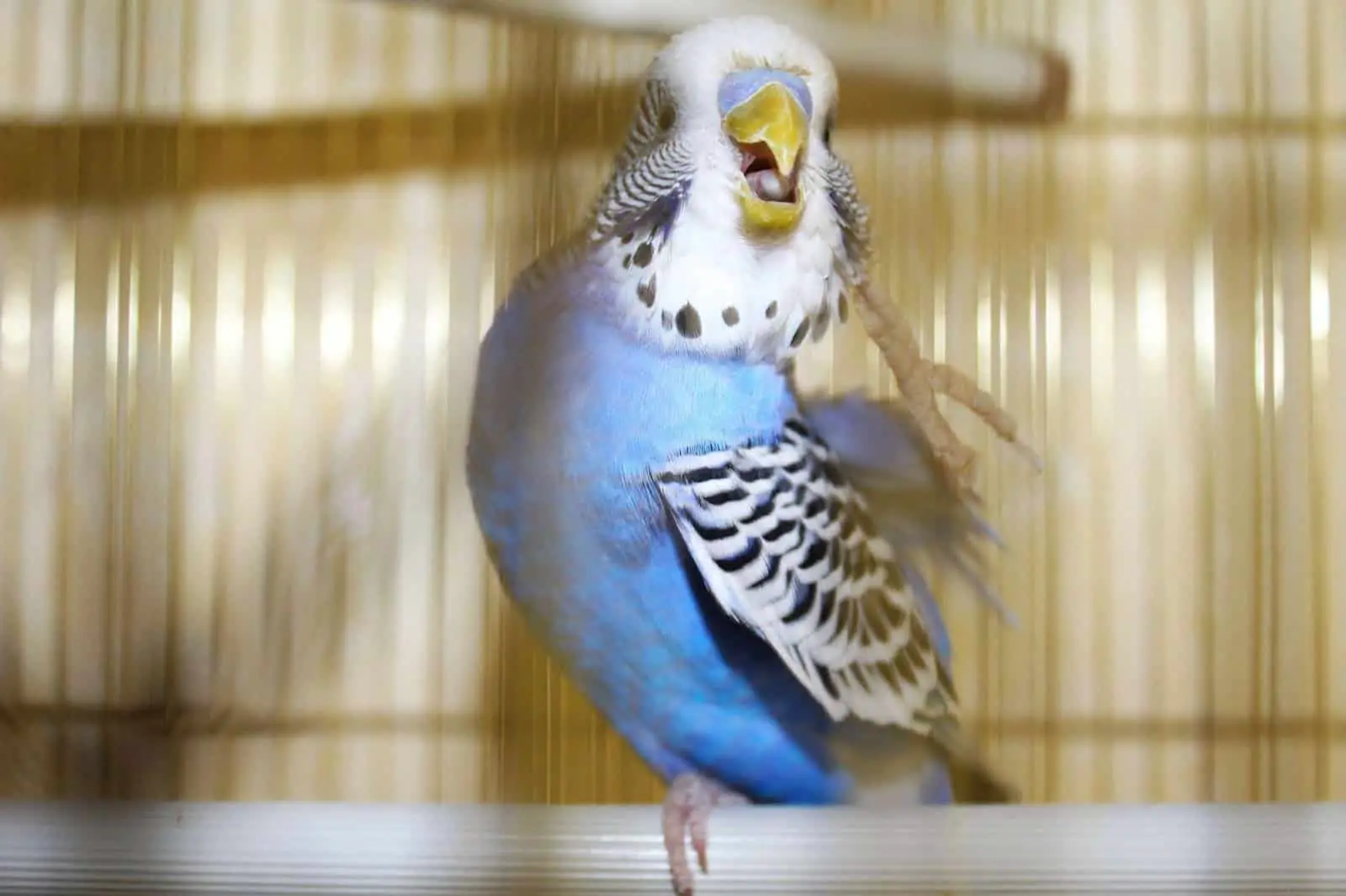 A budgies scratches to relieve itching from mites. Learn about managing budgies and mites at Petrestart.com.