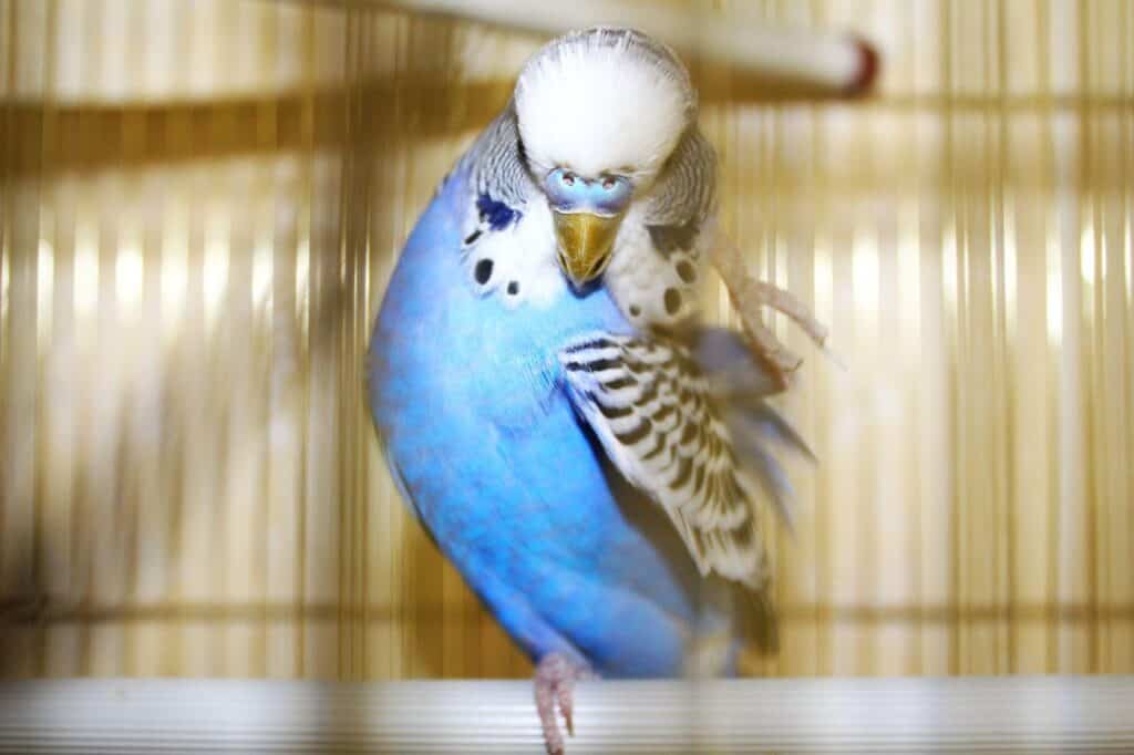 A budgies scratches intensely with it's foot to relieve itching from mites. Learn about managing budgies and mites at Petrestart.com.