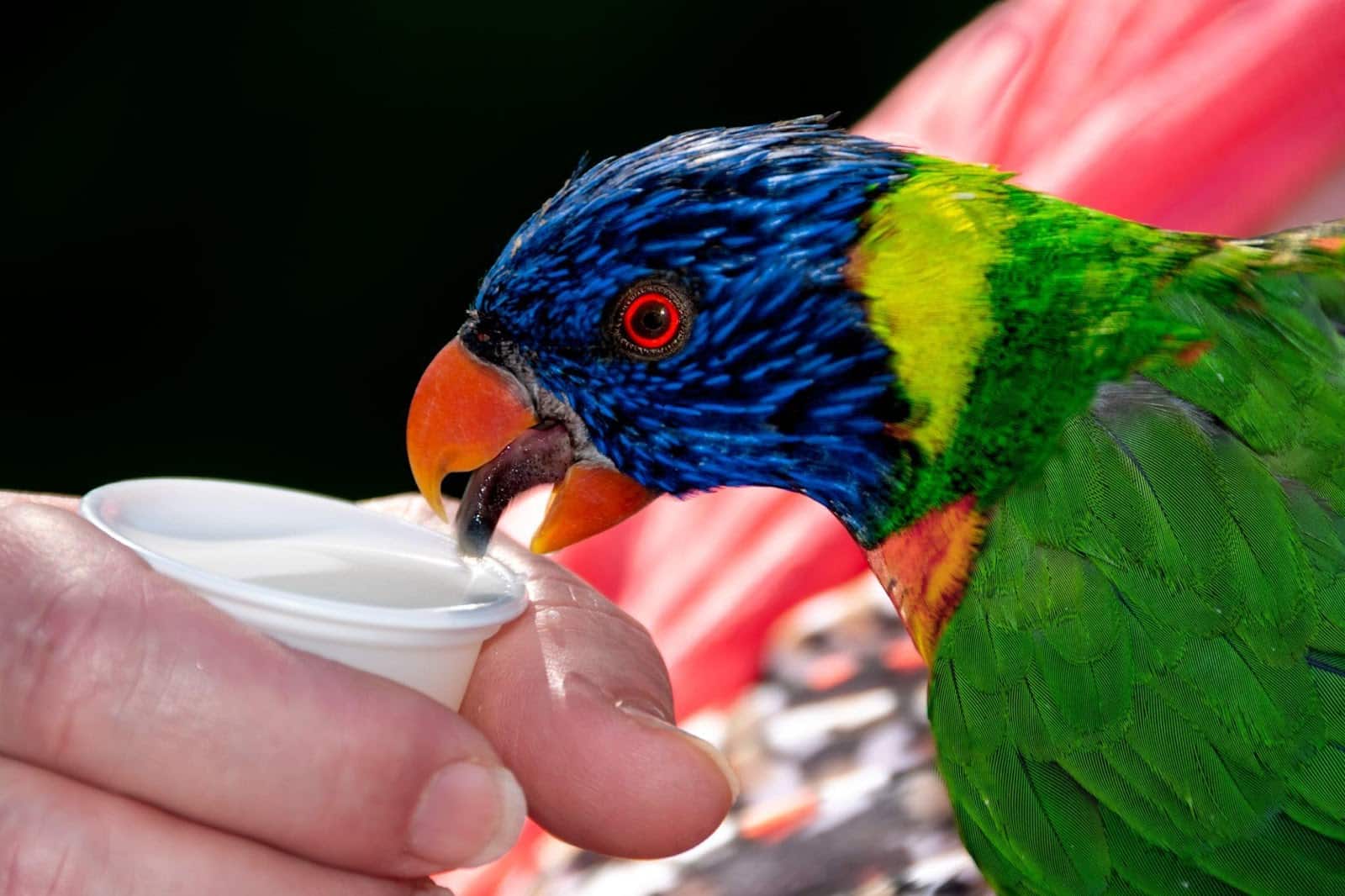 Everything You Didn't Know About Lorikeets Tongue at Petrestart.com.