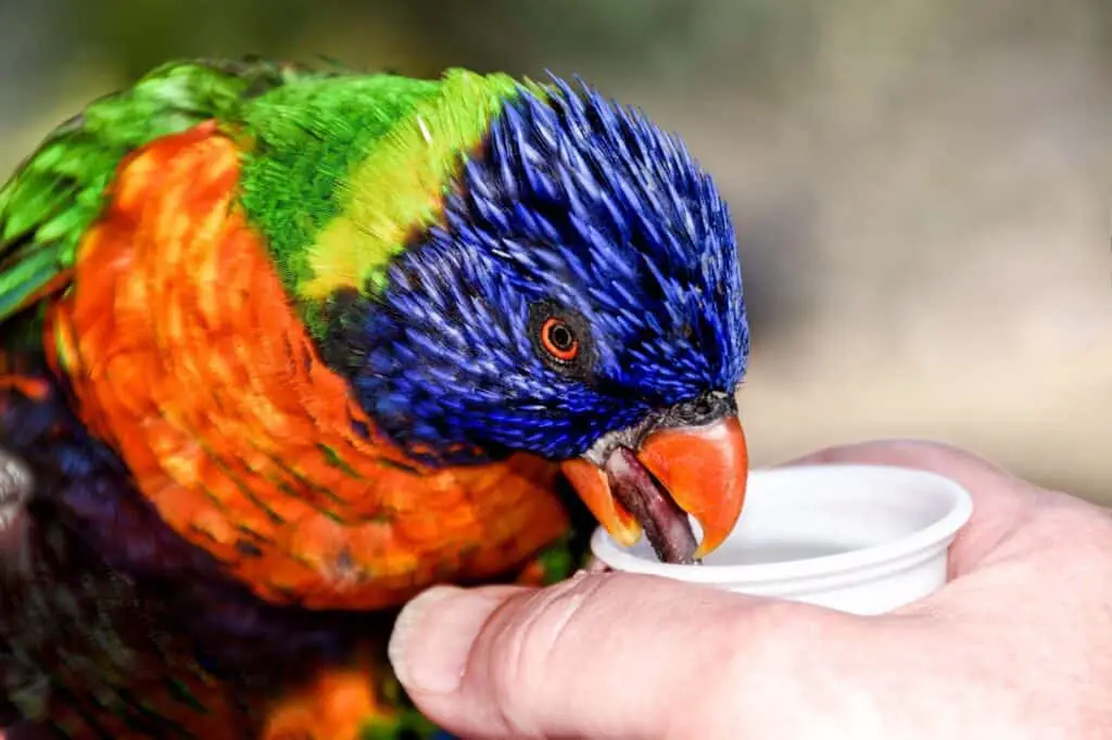 Lorikeets Tongue  are strange organs. Learn more at Petrestart.com.