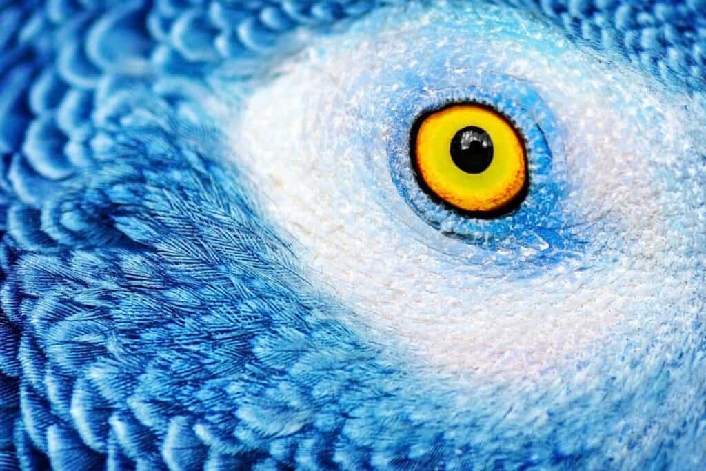  A close-up of a parrot eye. Learn all about parrot's unique eyes and vision at Petrestart.com.