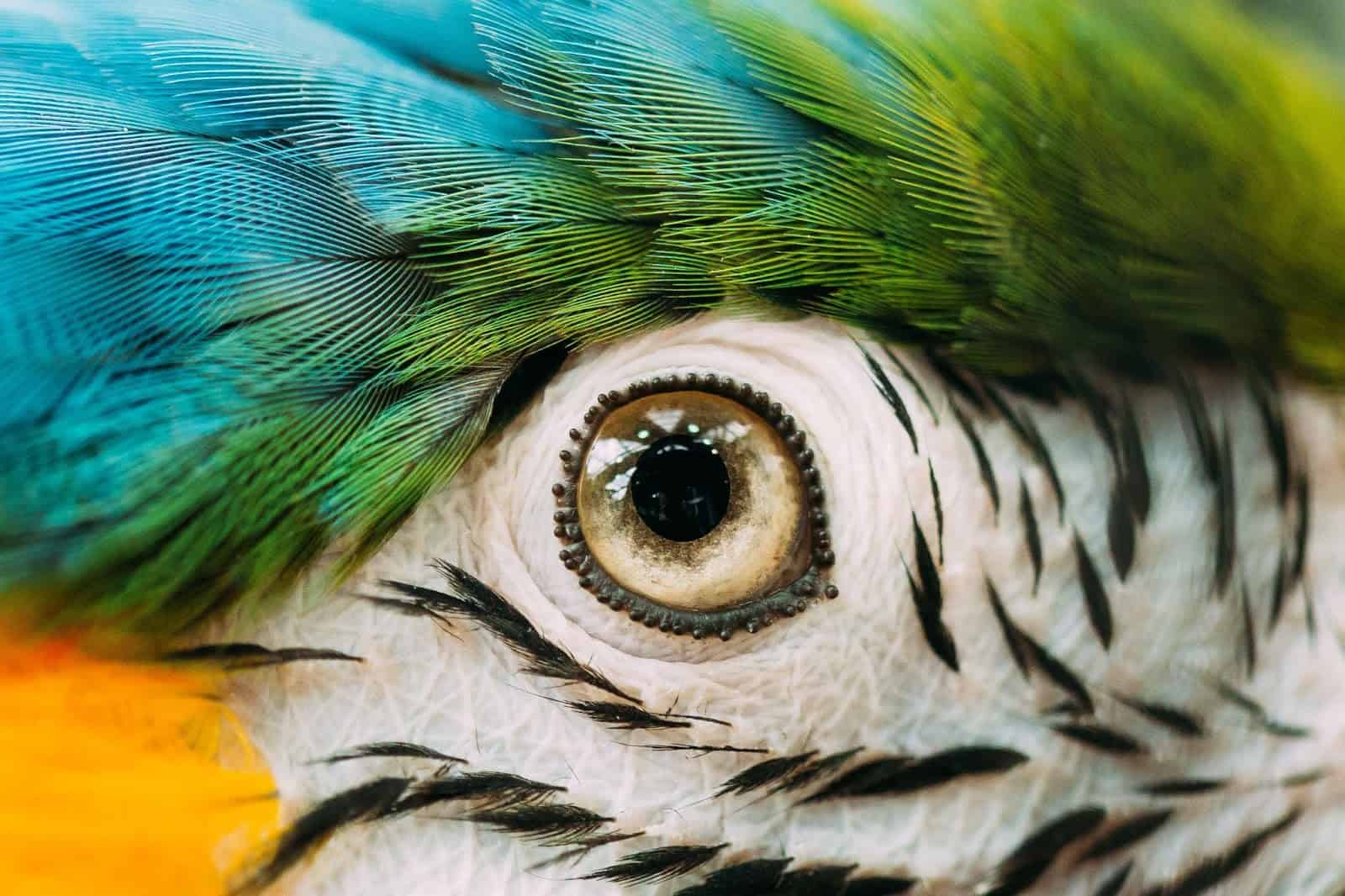 5 Facts About Parrots Eyes You Didn’t Know