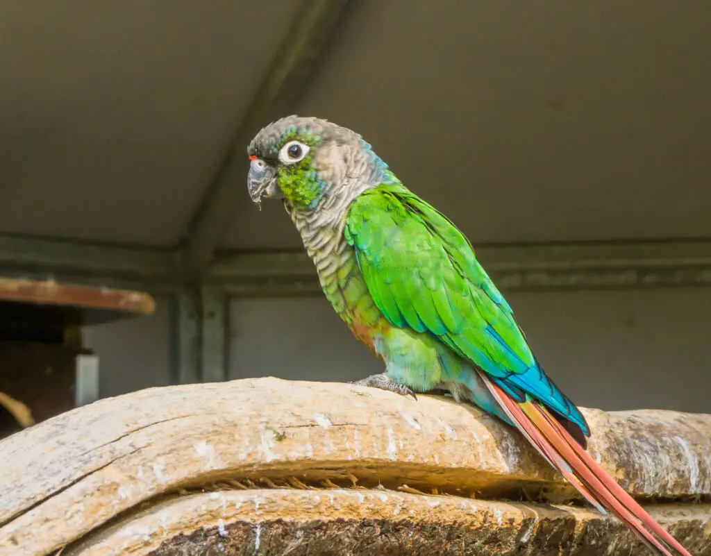 An old green cheek conure sits on a stick. Learn about this incredible parrot at Petrestart.com.