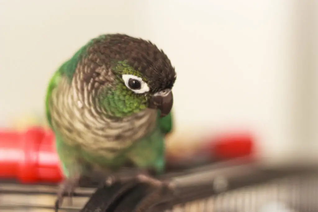 Green Cheek Conure Lifespan is explained at Petrestart.com.