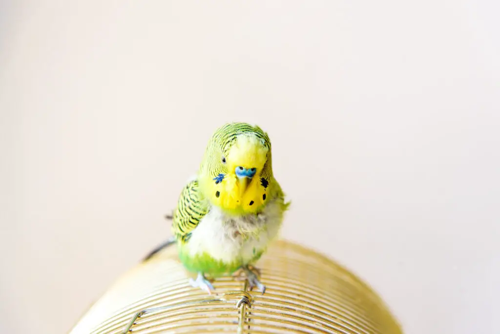 A budgie faces molting issues. Learn more at Petrestart.com.