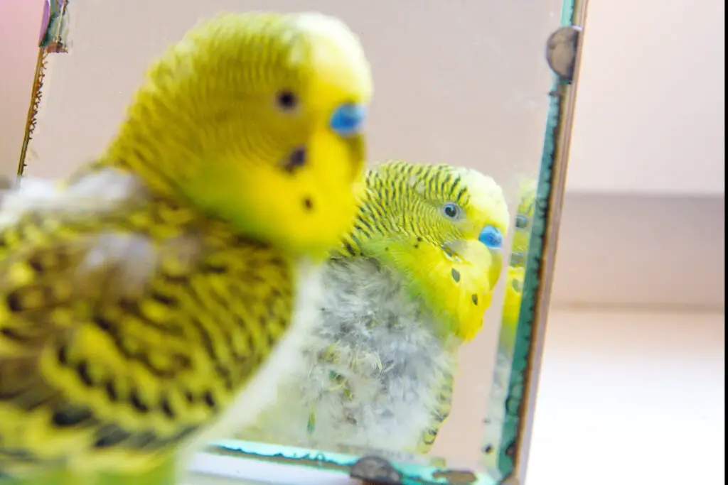 Why Do Budgies Molt? Find out at Petrestart.com.