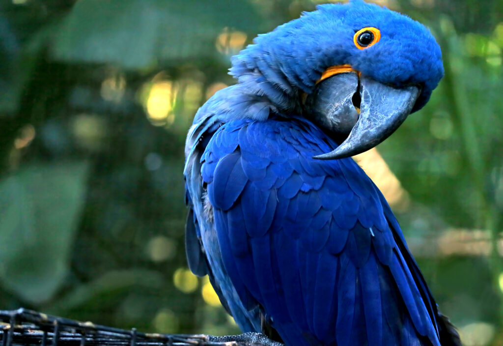 Learn about the Hyacinth Macaw at Petrestart.com.