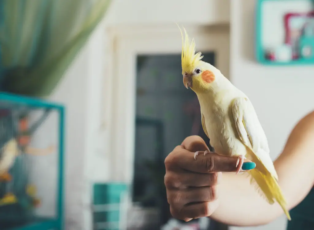 Popular Species As Pets - Learn about the cockatoo vs the cockatiel at Petrestart.com.
