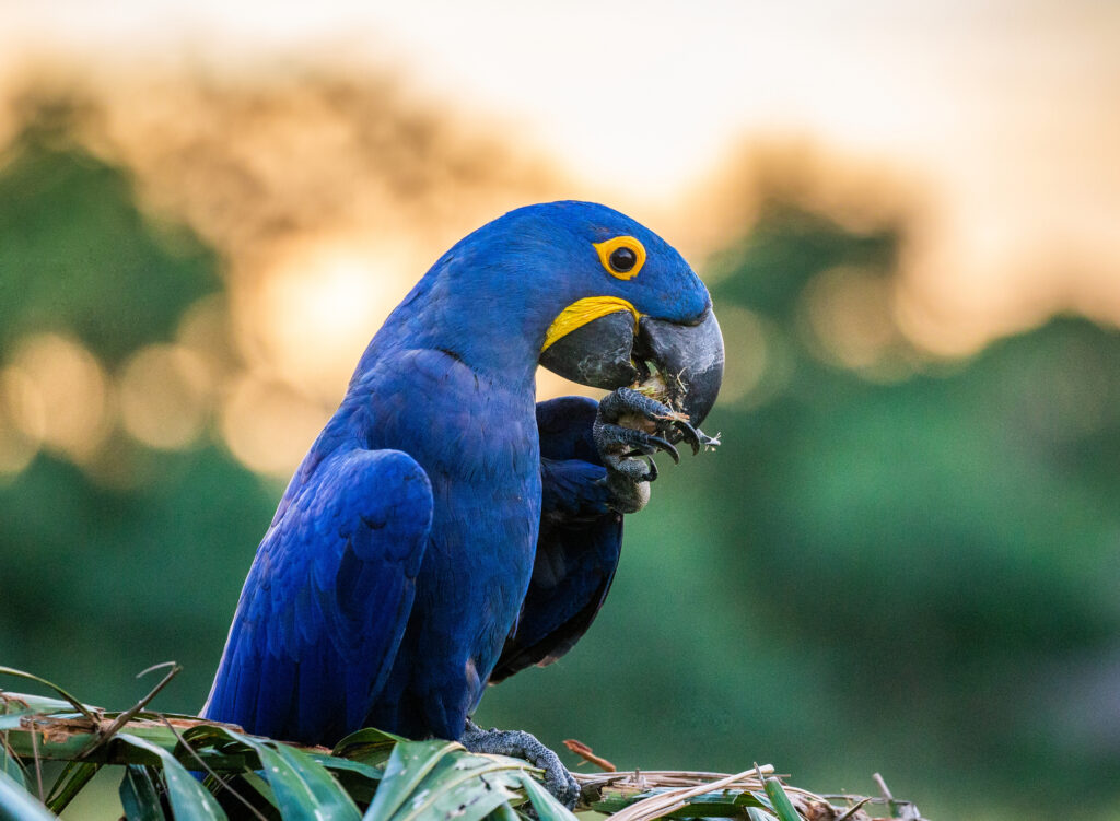 Learn about Hyacinth Macaw diet at Petrestart.com.