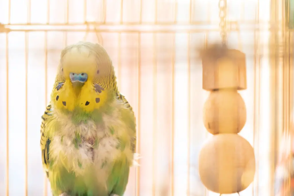 Difference Between Molting And Budgerigar Fledging Disease explained at Petrestart.com.