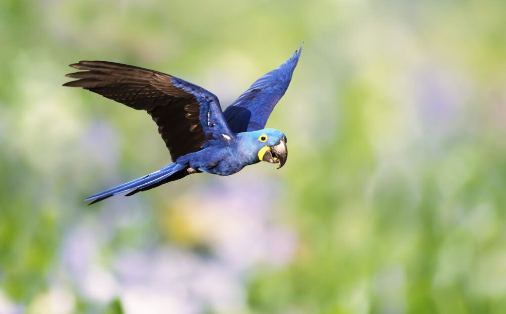 Is It Legal To Own A Hyacinth Macaw? Find out at Petrestart.com.