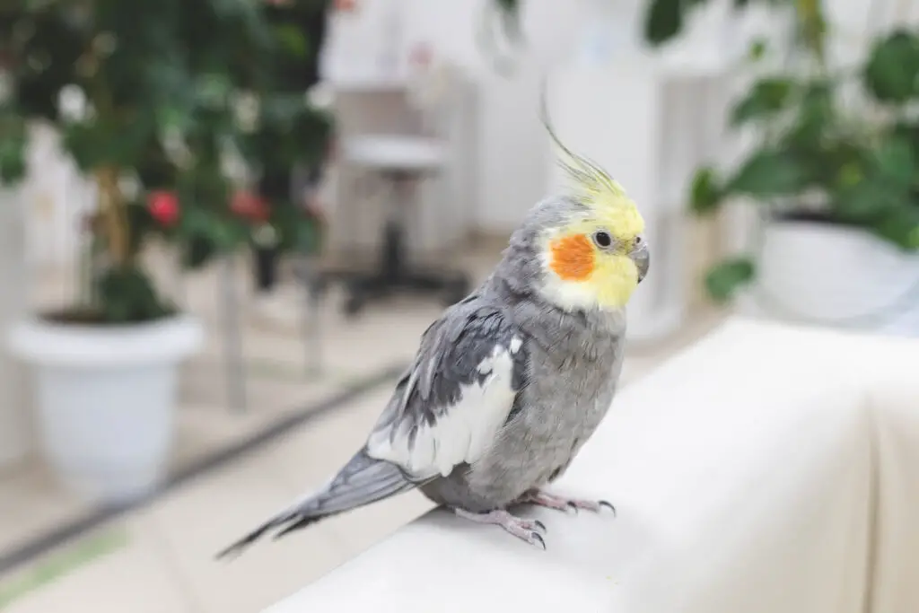 Cockatoo Vs. Cockatiel explained at Petrestart.com.