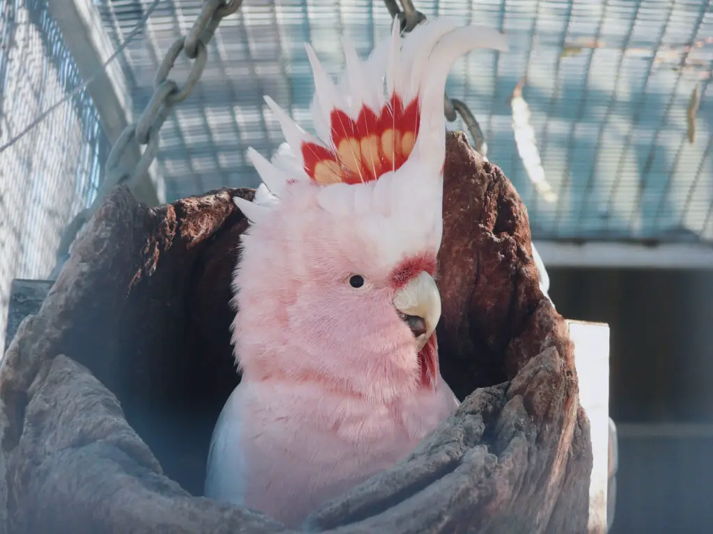 Things You Need To Know About Pink Cockatoos are explained at Petrestart.com.