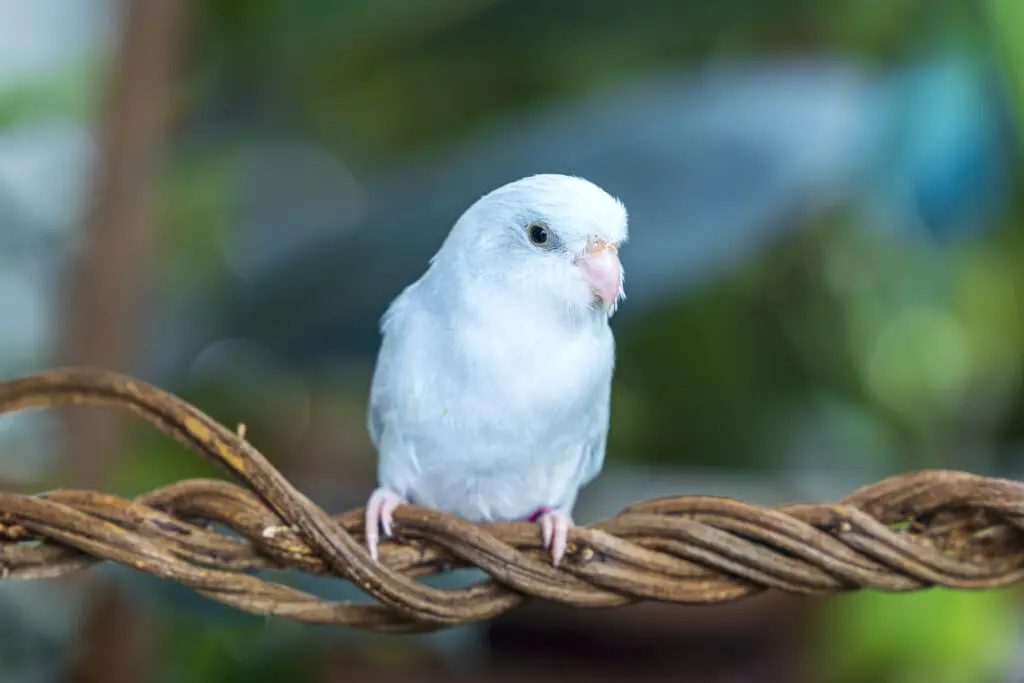 A Brief Background Comparison Of Parakeet Vs. Parrotlet is revealed at Petrestart.com.