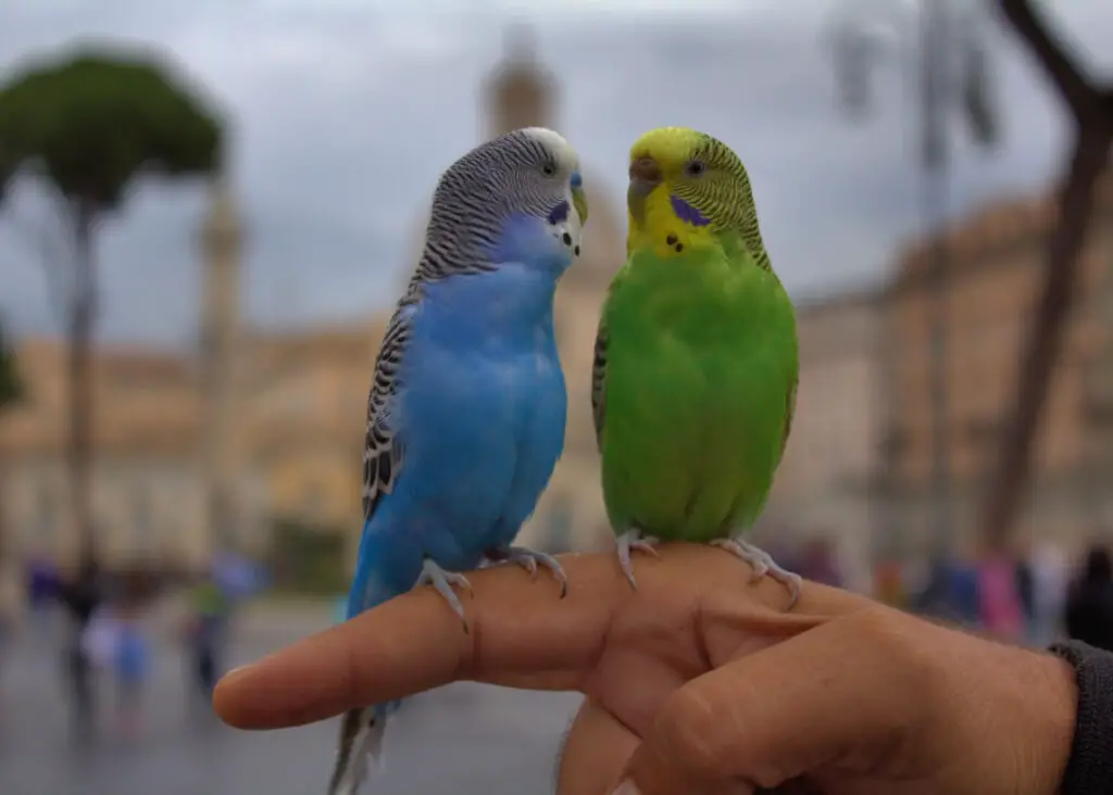 How To Discourage A Parakeet's Biting Behavior is explained at Petrestart.com.