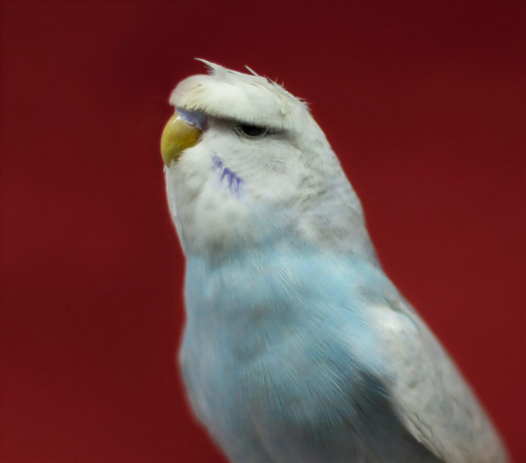 The personality of parakeets and parrotlets are explained at Petrestart.com.