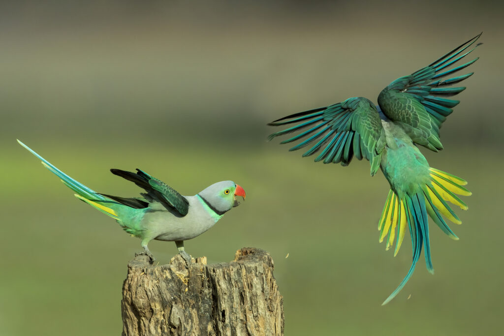 Parakeet Vs. Parrotlet: The Differences are explained at Petrestart.com.