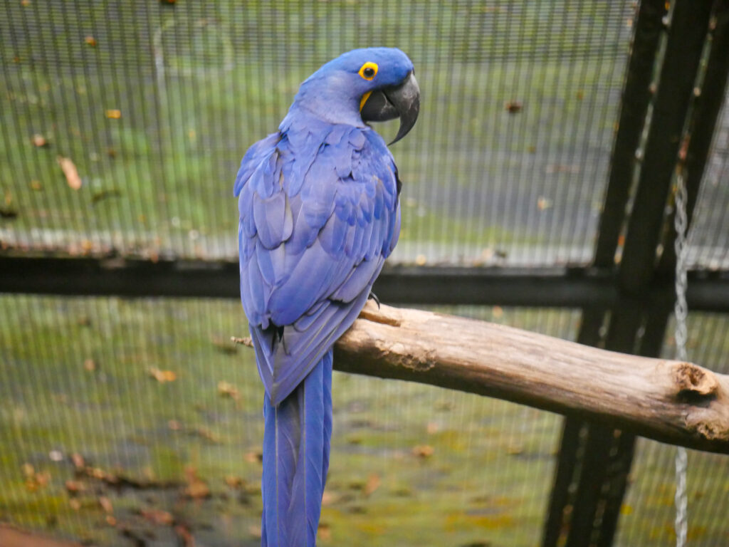 Are Hyacinth Macaws Good Talkers? Find out at Petrestart.com.