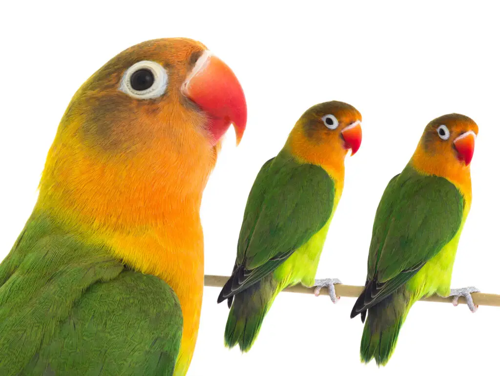 Can Lovebirds Eat Strawberries? Find out at Petrestart.com.