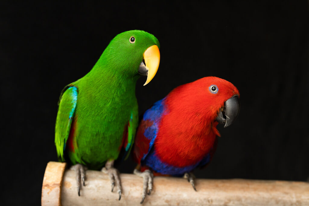 Eclectus Parrot Price Guide revealed at Petrestart.com.