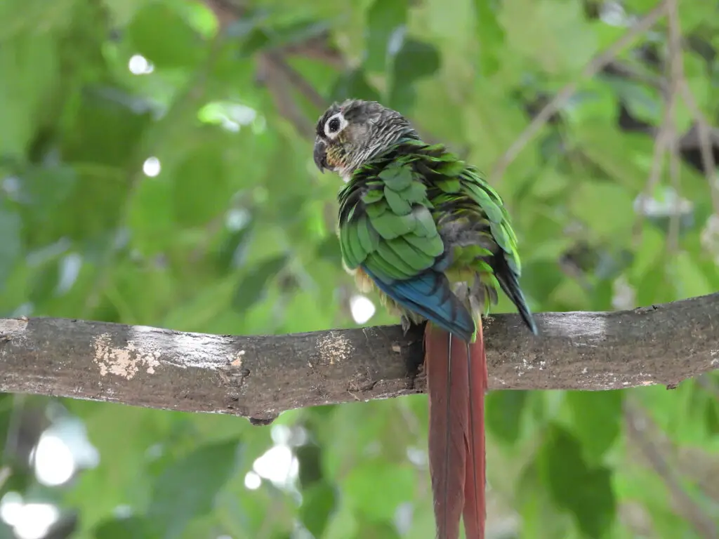 A wild green cheek conure sits atop a branch in this file photo. Learn about wild green cheek conures lifespan at Petrestart.com.