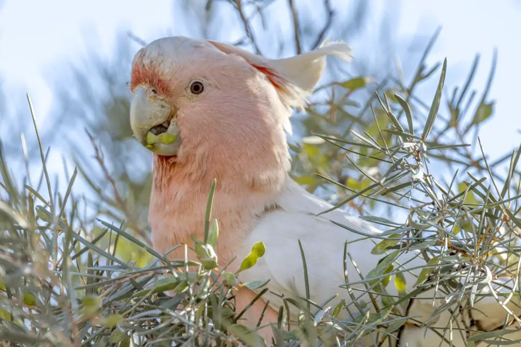 Pink Cockatoo Price And Where To Get It From is explained at Petrestart.com.