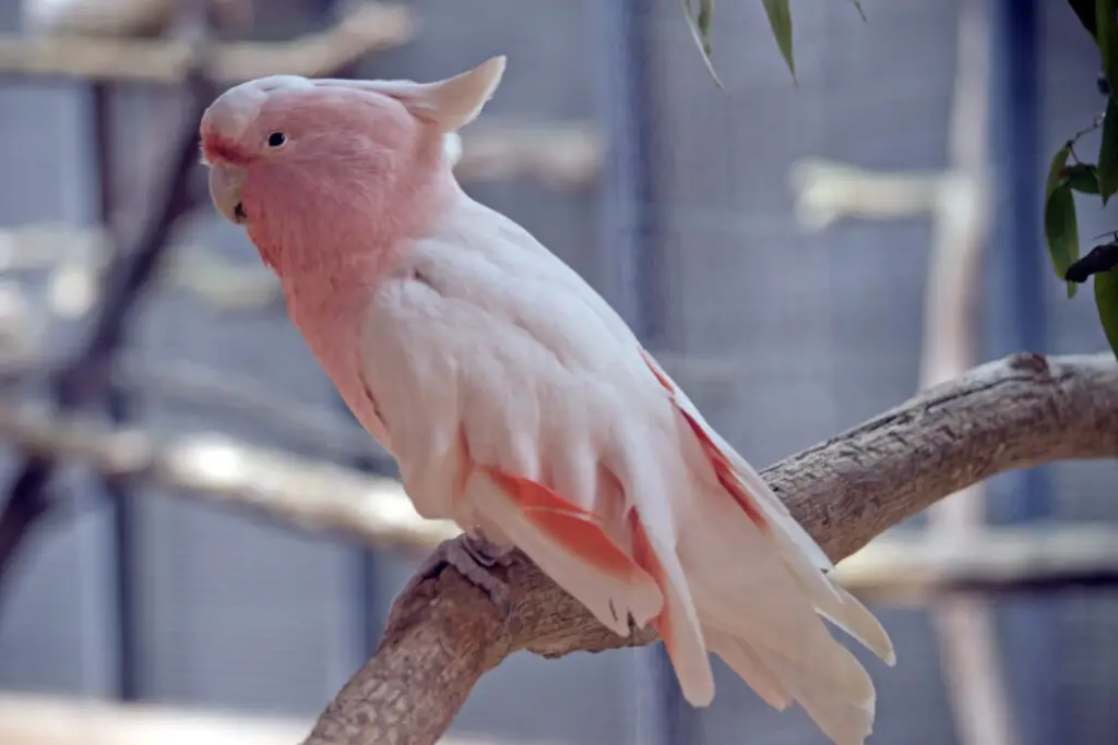 The Expenses For Taking Care Of A Pink Cockatoo revealed at Petrestart.com.