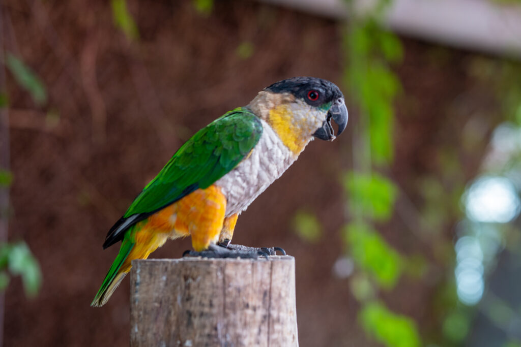 Things You Need To Know About The Black-Headed Caique revealed at Petrestart.com.