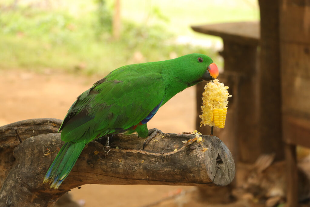 The Expenses Of Caring For An Eclectus Parrot revealed at Petrestart.com.