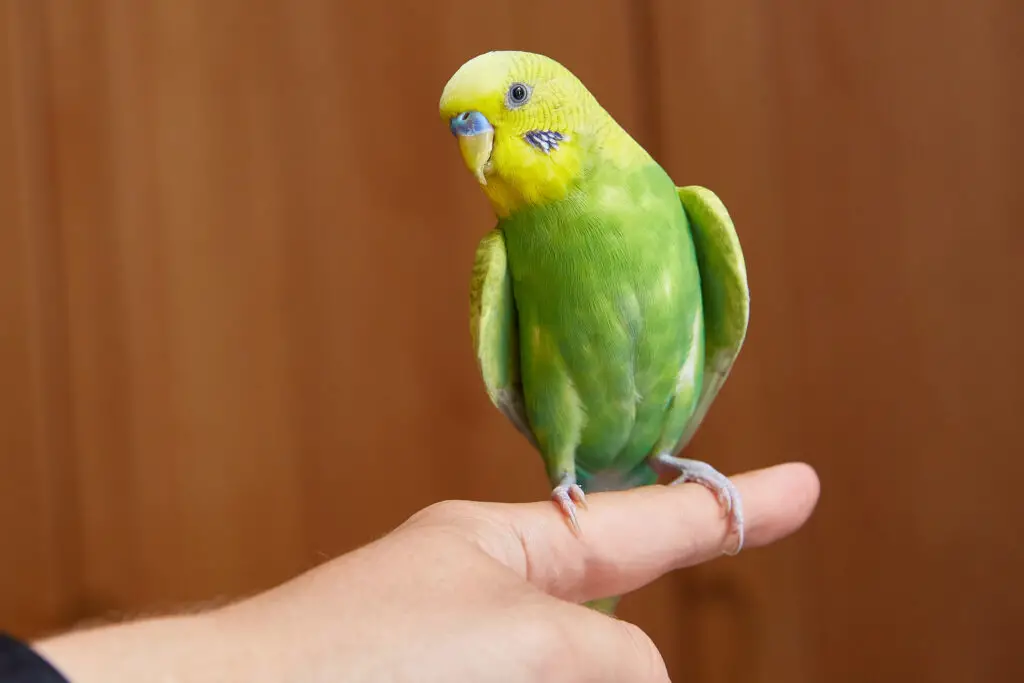 Do Parakeets Bite Hurt? Learn if they do and why at Petrestart.com.