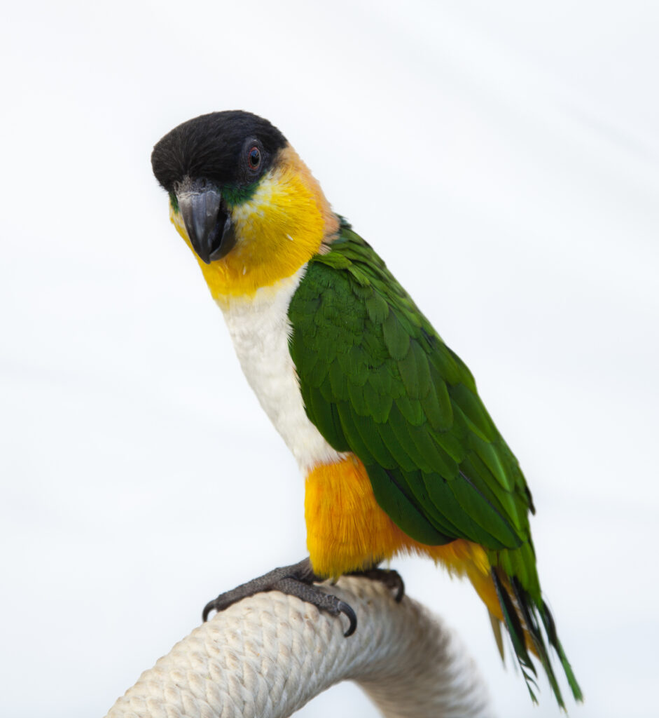 Learn about the Black Headed Caique at Petrestart.com.