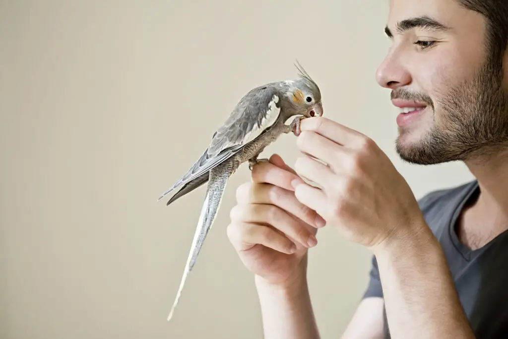 How To Take Care Of A Parrot’s Beak explained at Petrestart.com.