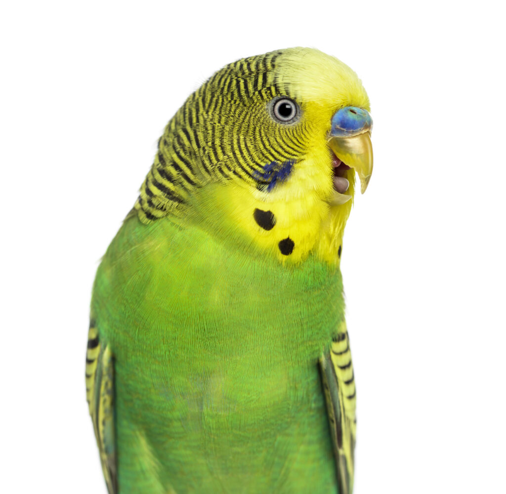 How Loud Are Parakeets? Find out at Petrestart.com.