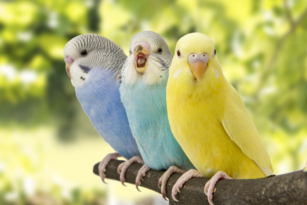 Noisy Parakeets And What They Try To Communicate revealed at Petrestart.com.