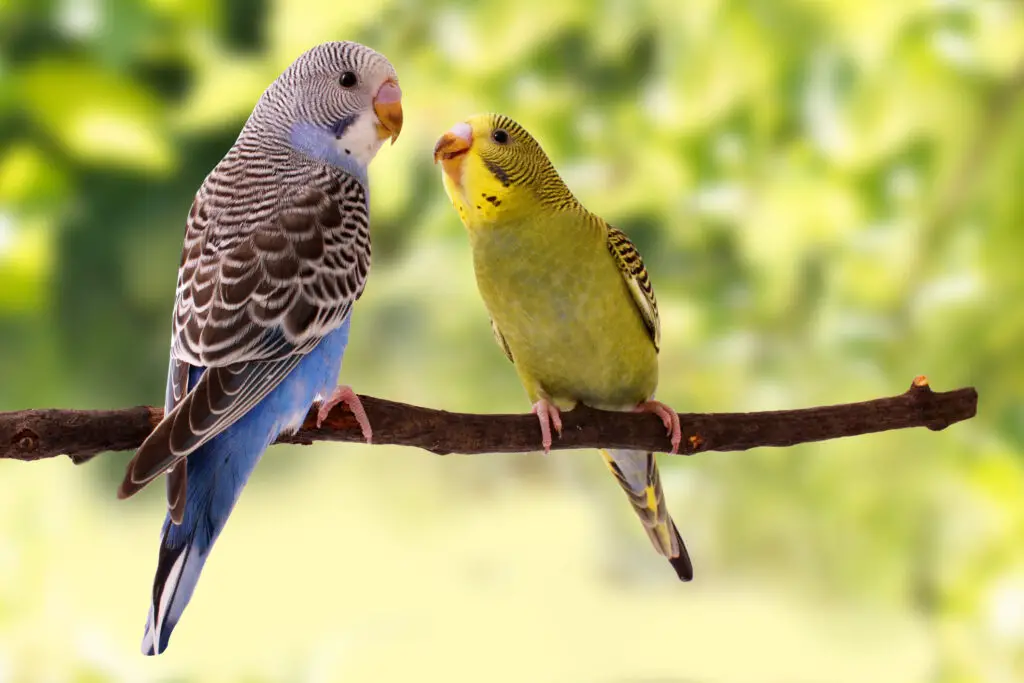 How Do I Stop My Parakeets From Being Loud? Find out at Petrestart.com.
